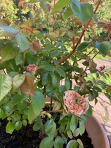 Strange Roses