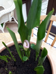 calla lilies - have i killed them already?