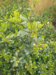 Help with identifying this shrub please.