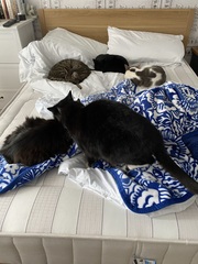 Let's see your sleeping cat pictures