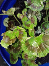 what is wrong with my pelargoniums ? Yellow sand spots on leaves