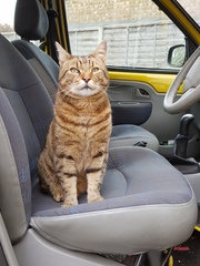 Thug cat part 3.  Unbidden guests are often welcomest when they are gone.
