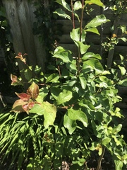 Tree ID please
