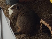 Do I need to separate my pigs?