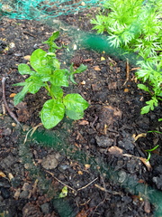 Veg seedlings? ID please!