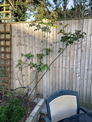 2 questions in 1 thread! ID and roses, thanks