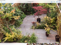 Trees in small gardens