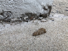 I think someone has flung cat/small dog poo around my back yard.