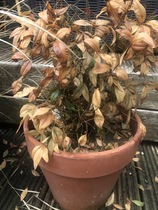 How do you know when a plant is really dead or just needs reviving? (I'm a real novice!)