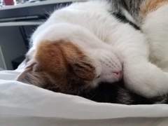 Let's see your sleeping cat pictures