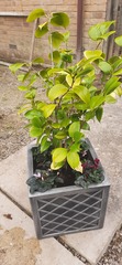 Flowering evergreen or similar for front garden containers