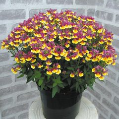 What can I add to this raised border?