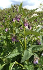 Does anyone know the name of this plant?