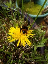 A lovely little thing