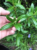 Plant I.D