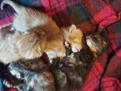 Name ideas for new kitten please