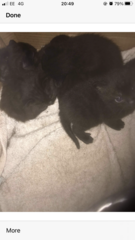 Name ideas for new kitten please