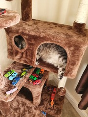 Let's see your sleeping cat pictures