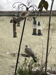 Duck Tales! (Still not what I expected to wake up to this morning)