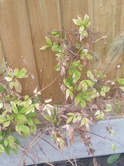 Clematis help please!