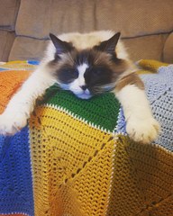 What’s your cats names?