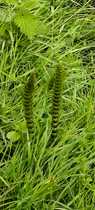 What is this strange shoot in the bog?