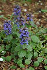 Plant identification help please