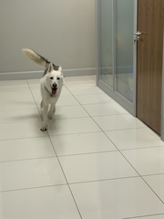 Dogs in offices