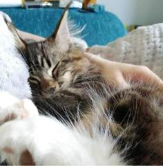 I have a new Grandkitten.