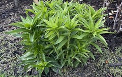 Plant ID please