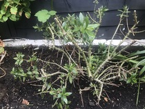How do you know when a plant is really dead or just needs reviving? (I'm a real novice!)