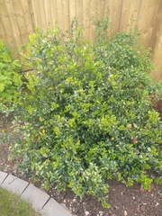 Help with identifying this shrub please.