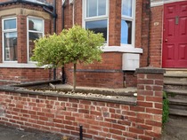 What plants for my front yard?