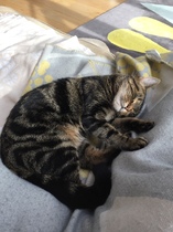 Let's see your sleeping cat pictures