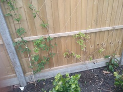Clematis help please!