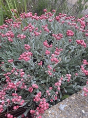 Plant identification