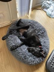 Puppy Survival Thread - May