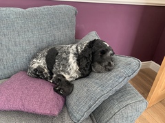 Tell me about cocker spaniels