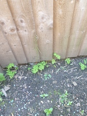 Plant iD