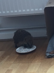 I need some hedgehog help!