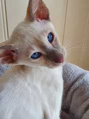 How best to introduce kittens to our resident Siamese?