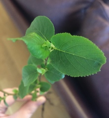 Mystery sapling!