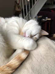 Let's see your sleeping cat pictures