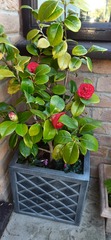 Flowering evergreen or similar for front garden containers