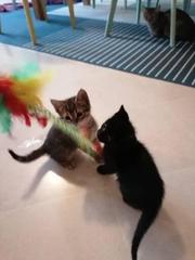 Fostering kitten
