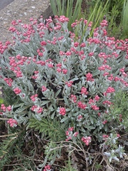Plant identification