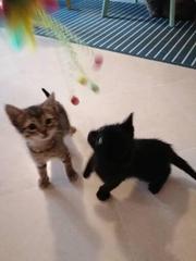 Fostering kitten