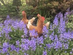 Spanish bluebells -getting rid
