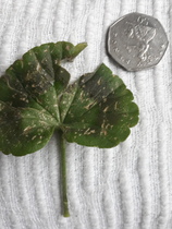 what is wrong with my pelargoniums ? Yellow sand spots on leaves