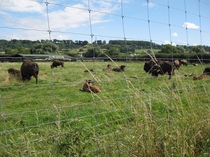 Wild animals kept in uk private homes